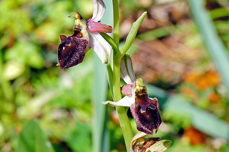 Orchidee da identificare